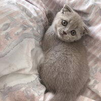 Scottish Fold, Kedi  Tokyo fotoğrafı