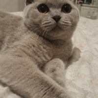 Scottish Fold, Kedi  Tokyo fotoğrafı