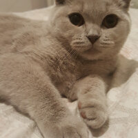 Scottish Fold, Kedi  Tokyo fotoğrafı