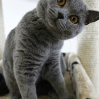 British Shorthair, Kedi  Almina fotoğrafı
