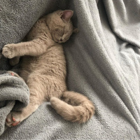 British Shorthair, Kedi  Natalia fotoğrafı