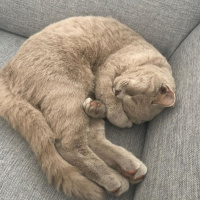 British Shorthair, Kedi  Natalia fotoğrafı
