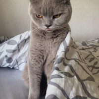 British Shorthair, Kedi  Natalia fotoğrafı