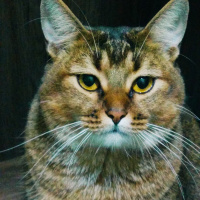 Abyssinian, Kedi  Boncuk fotoğrafı
