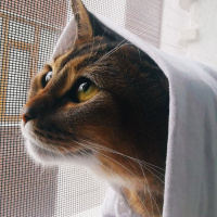 Abyssinian, Kedi  Boncuk fotoğrafı