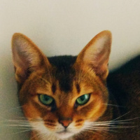 Abyssinian, Kedi  Boncuk fotoğrafı