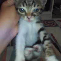 Tekir Kedi, Kedi  Patic fotoğrafı