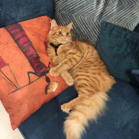 Sarman, Kedi  Pofu fotoğrafı