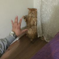 Sarman, Kedi  Pofu fotoğrafı