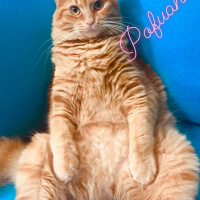 Sarman, Kedi  Pofu fotoğrafı
