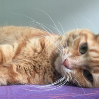 Sarman, Kedi  Pofu fotoğrafı