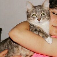 British Shorthair, Kedi  Arya fotoğrafı