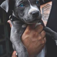 Amerikan Pitbull Terrier, Köpek  kahve fotoğrafı