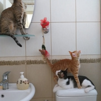 Tekir Kedi, Kedi  Kenpachi fotoğrafı