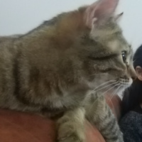 Tekir Kedi, Kedi  Kenpachi fotoğrafı