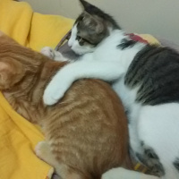 Tekir Kedi, Kedi  Kenpachi fotoğrafı