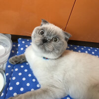 Scottish Fold, Kedi  Casper fotoğrafı