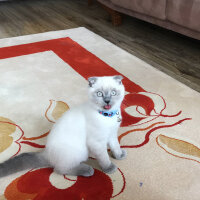 Scottish Fold, Kedi  Casper fotoğrafı