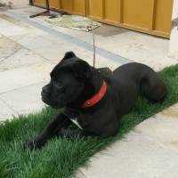 Cane Corso Italiano, Köpek  Margo fotoğrafı