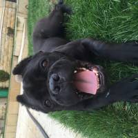 Cane Corso Italiano, Köpek  Margo fotoğrafı