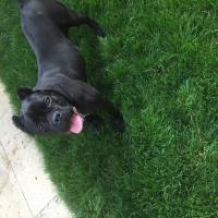 Cane Corso Italiano, Köpek  Margo fotoğrafı