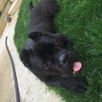 Cane Corso Italiano, Köpek  Margo fotoğrafı