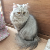 Chinchilla, Kedi  Prenses fotoğrafı