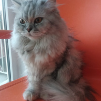 Chinchilla, Kedi  Prenses fotoğrafı