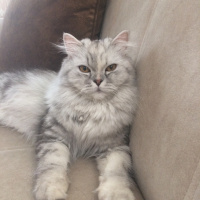 Chinchilla, Kedi  Prenses fotoğrafı