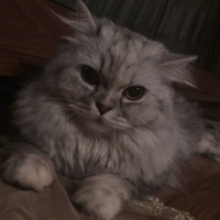 Chinchilla, Kedi  Prenses fotoğrafı