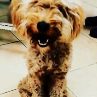Poodle (Minyatür Kaniş), Köpek  Nero fotoğrafı