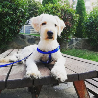 Poodle (Minyatür Kaniş), Köpek  Nero fotoğrafı