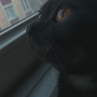 British Shorthair, Kedi  Alex fotoğrafı