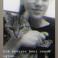 Tekir Kedi, Kedi  Mahmut fotoğrafı