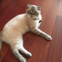 Scottish Fold, Kedi  Dobby fotoğrafı