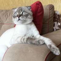 Scottish Fold, Kedi  Dobby fotoğrafı