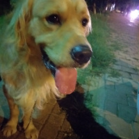 Golden Retriever, Köpek  Pablo fotoğrafı
