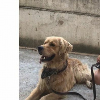 Golden Retriever, Köpek  Pablo fotoğrafı