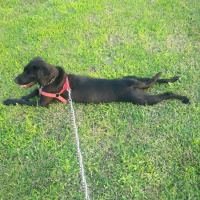 Labrador Retriever, Köpek  STAR fotoğrafı
