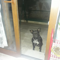 Amerikan Pitbull Terrier, Köpek  Liza fotoğrafı