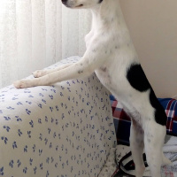 Minyatür Pinscher, Köpek  SÜRMELİ fotoğrafı