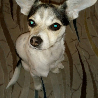 Minyatür Pinscher, Köpek  SÜRMELİ fotoğrafı