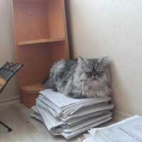 İran Kedisi (Persian), Kedi  Şıble fotoğrafı