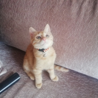 Sarman, Kedi  Mısır fotoğrafı