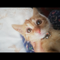 Sarman, Kedi  Mısır fotoğrafı