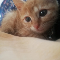 Sarman, Kedi  Mısır fotoğrafı
