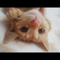 Sarman, Kedi  Mısır fotoğrafı