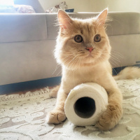 İran Kedisi (Persian), Kedi  Miyo fotoğrafı