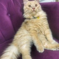 İran Kedisi (Persian), Kedi  Miyo fotoğrafı
