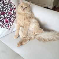 İran Kedisi (Persian), Kedi  Miyo fotoğrafı